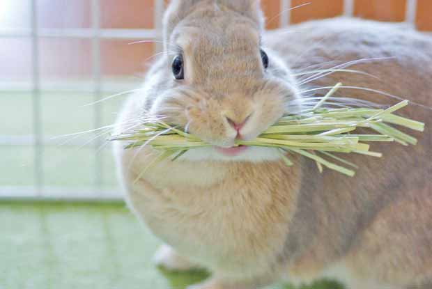 メスうさぎの子宮疾患 うさぎと暮らす